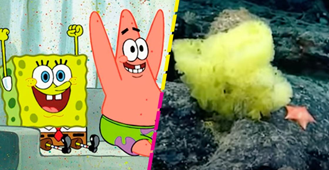 historia real de bob esponja y patricio - Cómo es la relacion entre Bob Esponja y Patricio