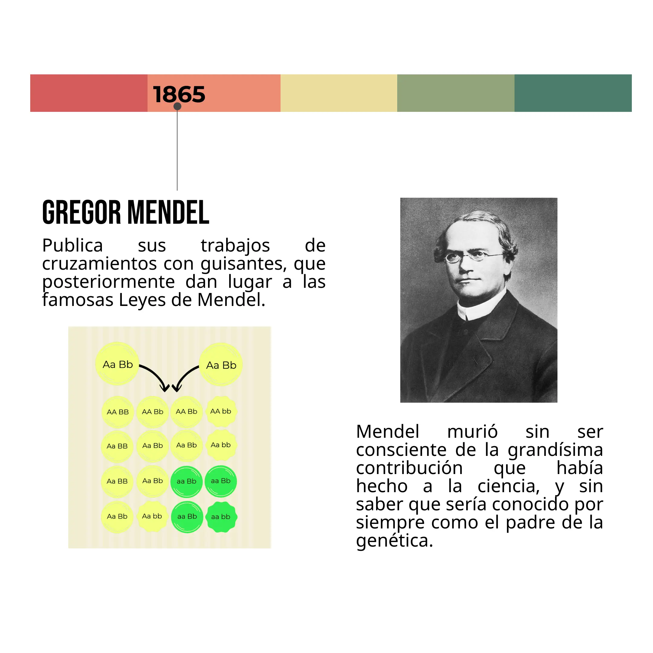 leyes de mendel un hecho histórico en la manipulación genética - Cómo influyen las leyes de Mendel en la genética