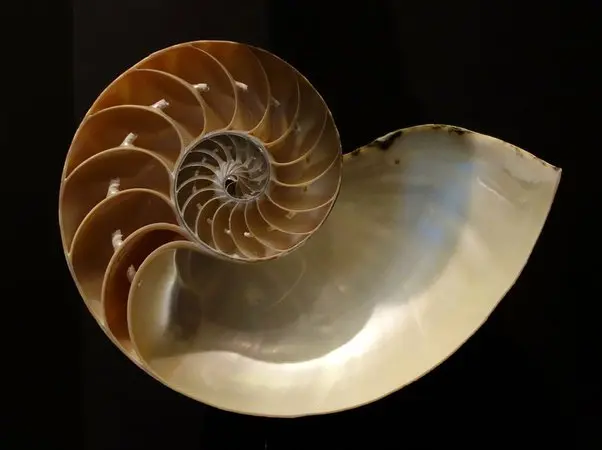 aplicaciones de la sucesion de fibonacci en la vida real - Cómo se aplica en la vida cotidiana la sucesión de Fibonacci