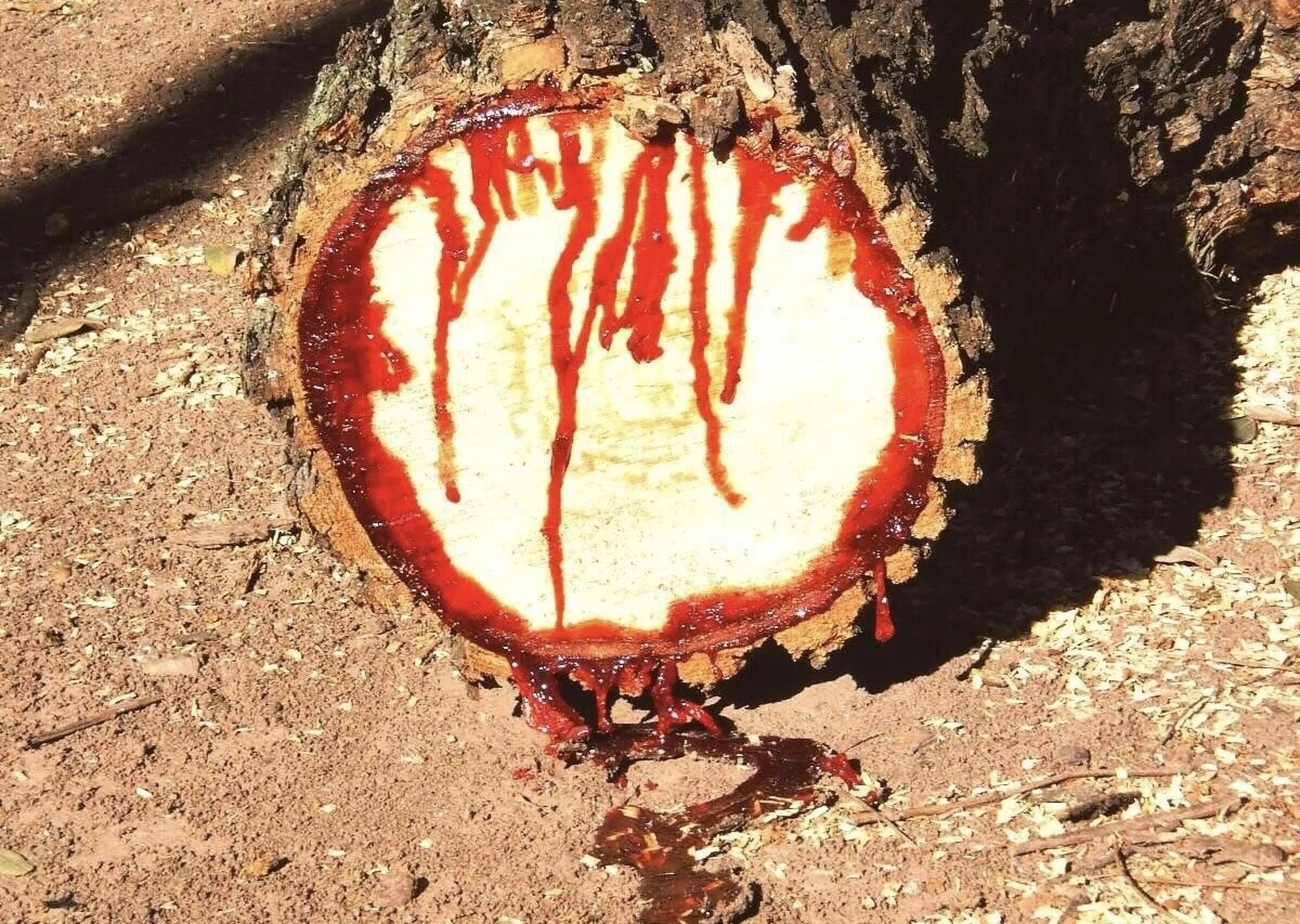 el arbol de la sangre historia real - Cómo se llama el árbol que tiene sangre