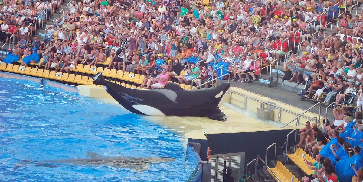 black fish historia real - Cómo se llama el documental de la orca