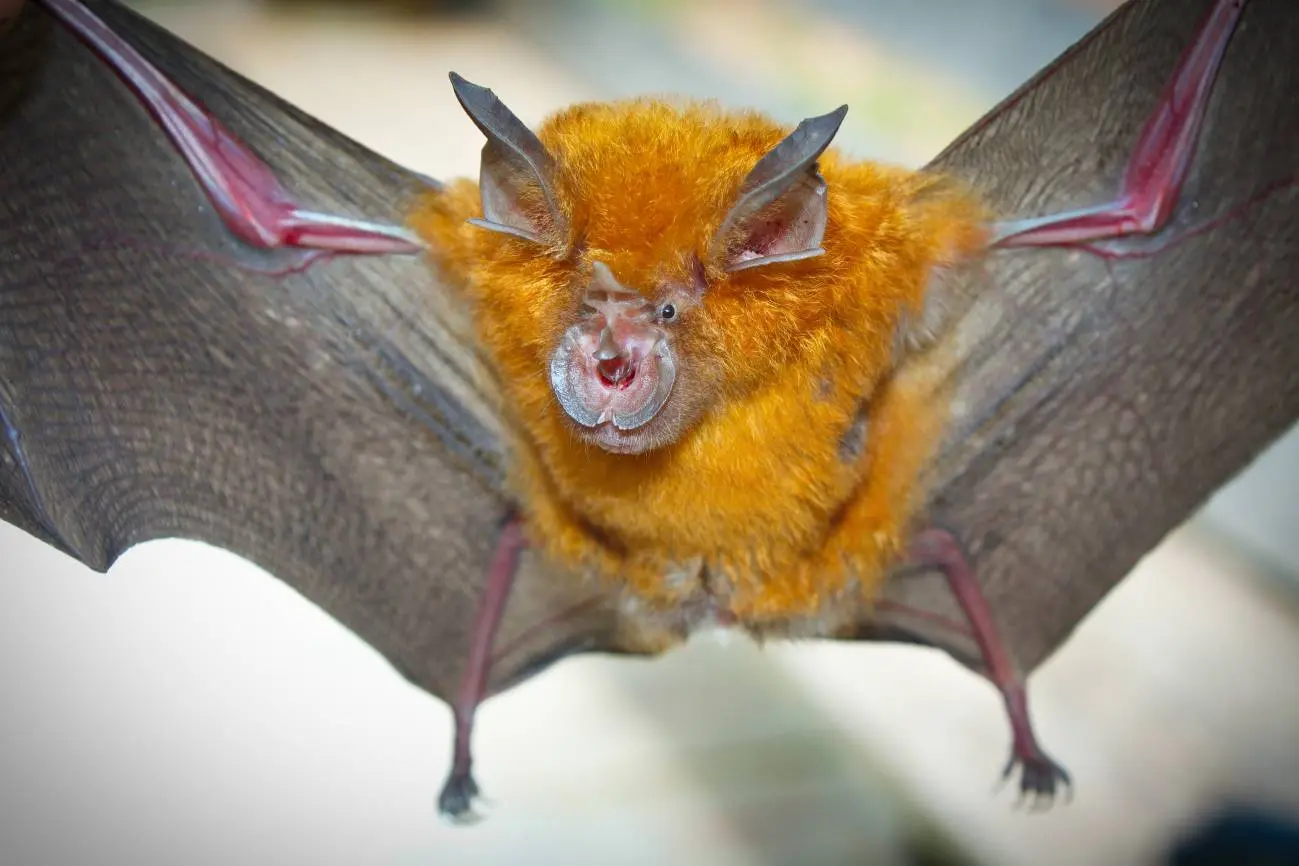 El Misterio de los Virus de los Murciélagos: Una Mirada a la Realidad - Cómo se llama el nuevo virus que hay ahora estreno virus murcielagos hechos reales - Cómo se llama el nuevo virus que hay ahora