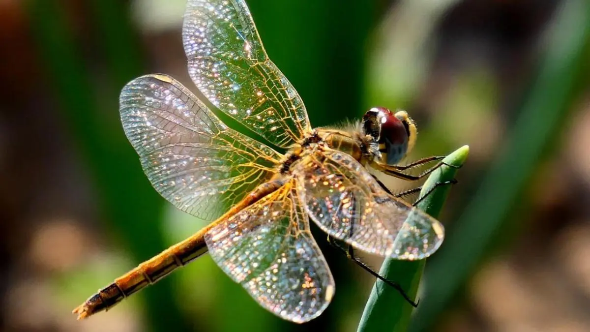 historias reales de insectos - Cómo se originan tantas especies diferentes de insectos