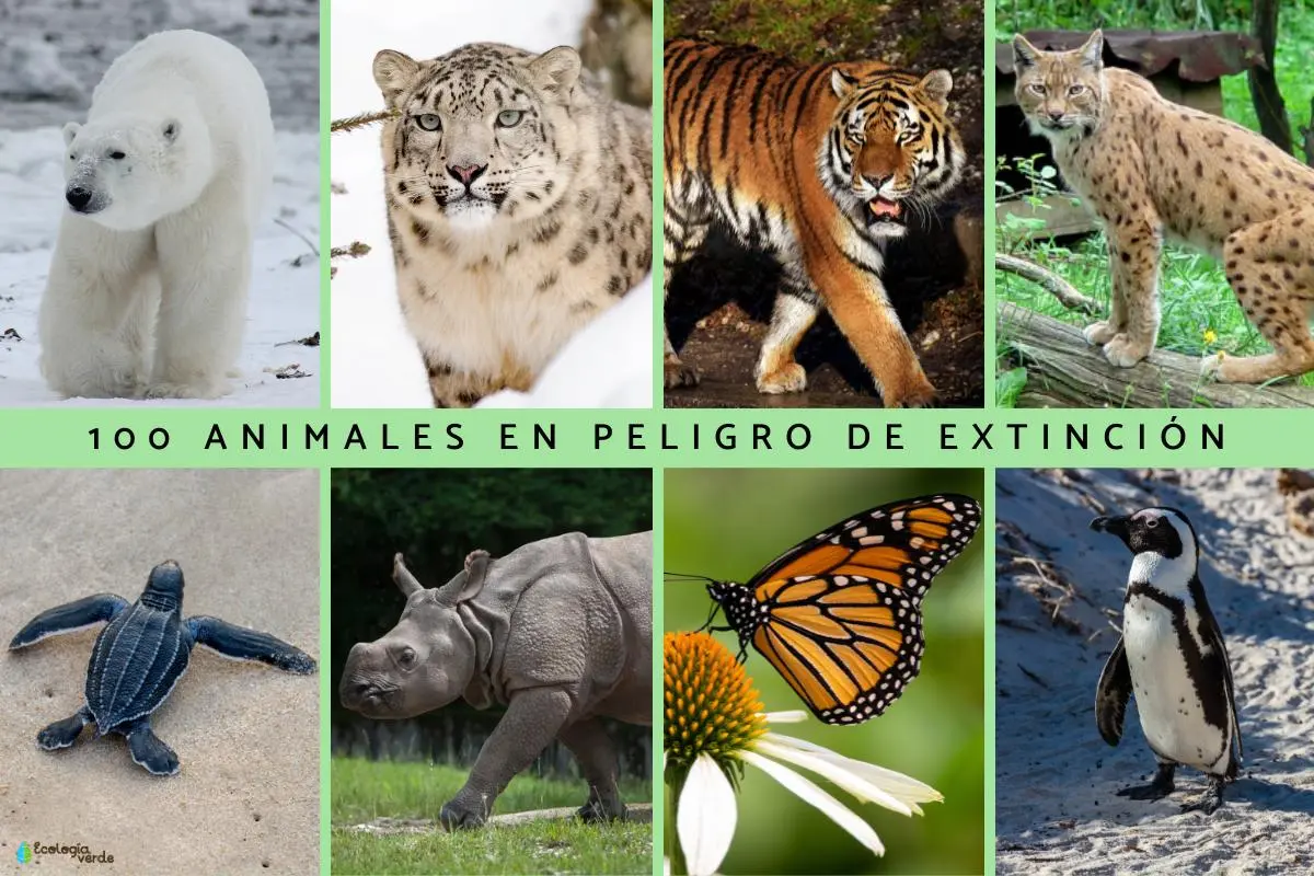 historias reales de animales en extincion - Cuál es el animal que está más en peligro de extinción