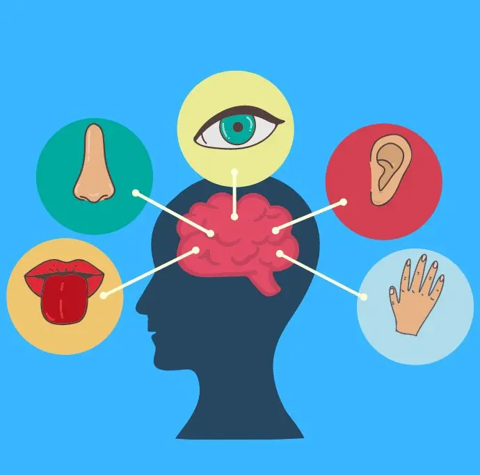como funcionan los sentidos para conocer el hecho historico - Cuál es el funcionamiento de los sentidos