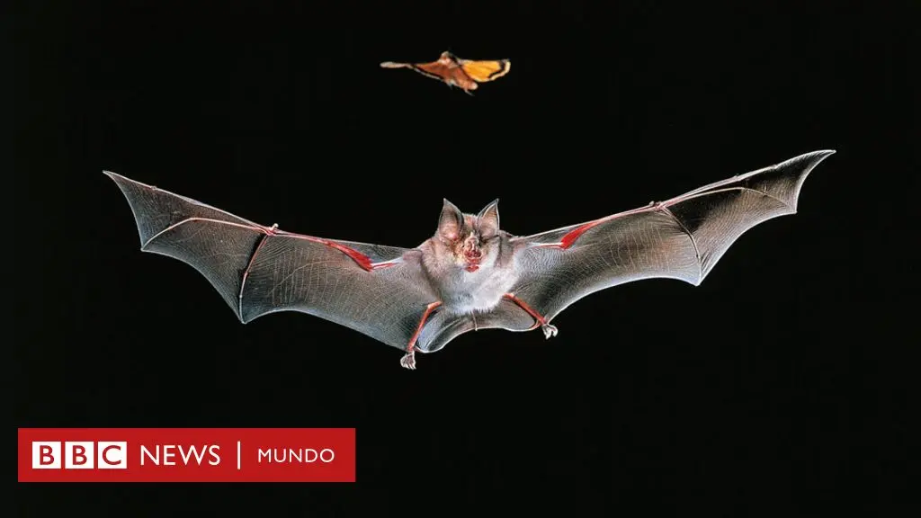 El Misterio de los Virus de los Murciélagos: Una Mirada a la Realidad - Cuál es el origen del virus en la película Contagio estreno virus murcielagos hechos reales - Cuál es el origen del virus en la película Contagio