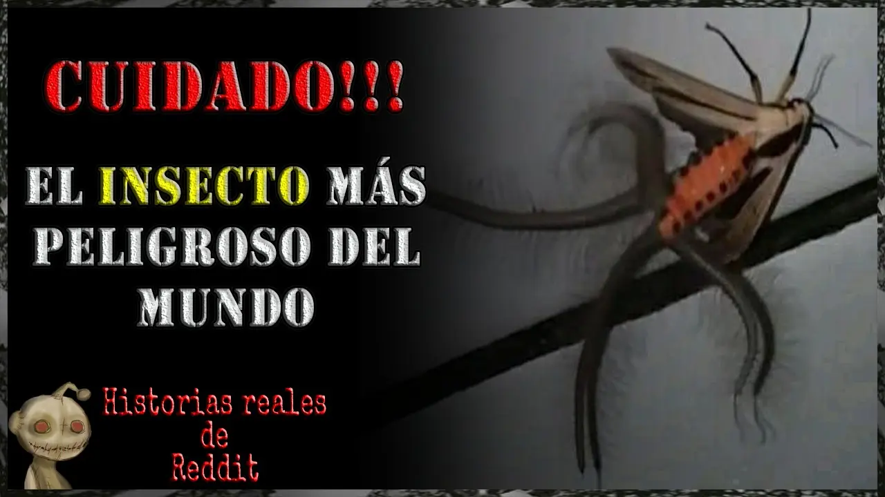 Historias Reales de Insectos: Un Viaje a Través del Tiempo - Cuál fue el primer insecto del mundo historias reales de insecto - Cuál fue el primer insecto del mundo