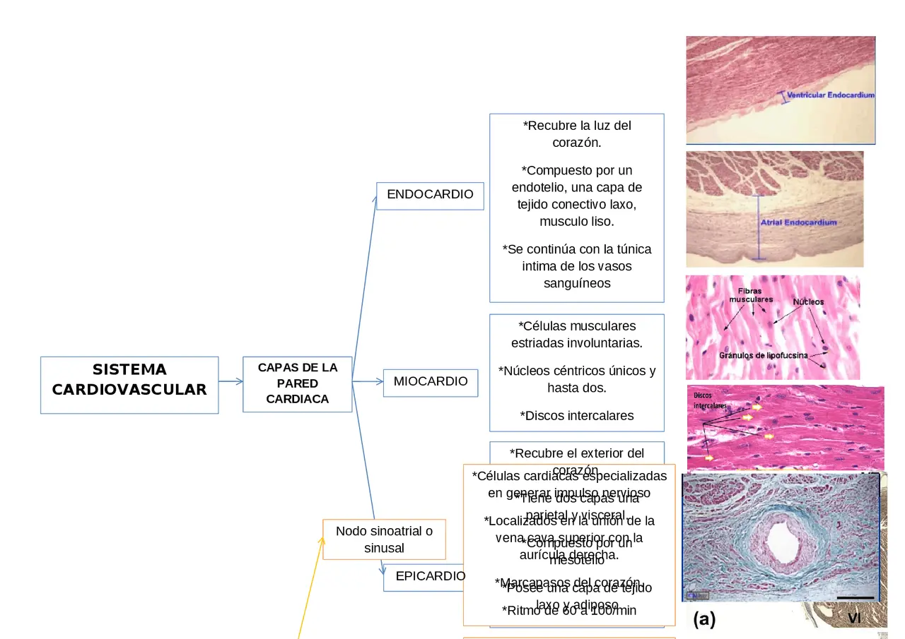 hechos historicos sobre histologia cardiovascular - Cuándo se descubrieron las enfermedades cardiovasculares