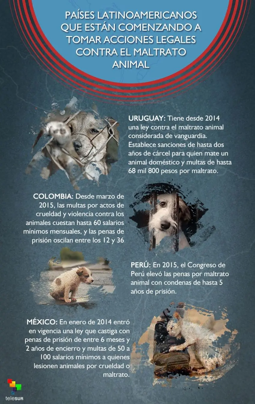 historia del maltrato animal real - Dónde se origino el primer caso de maltrato animal