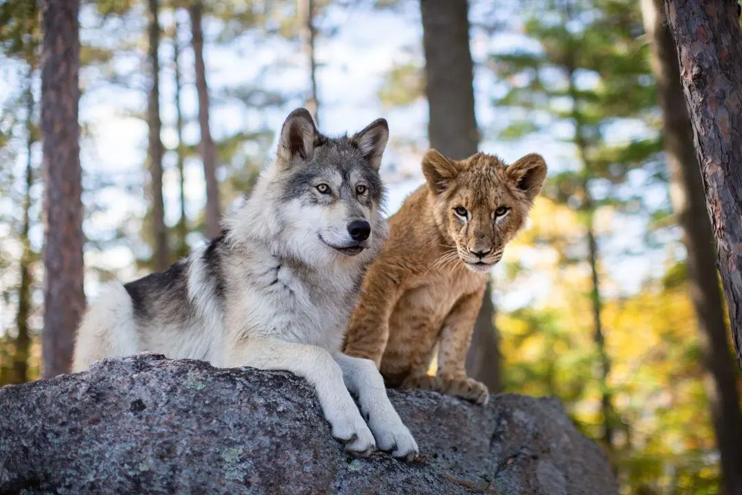 el lobo basasa en hechos reales - Dónde se rodó la película El lobo