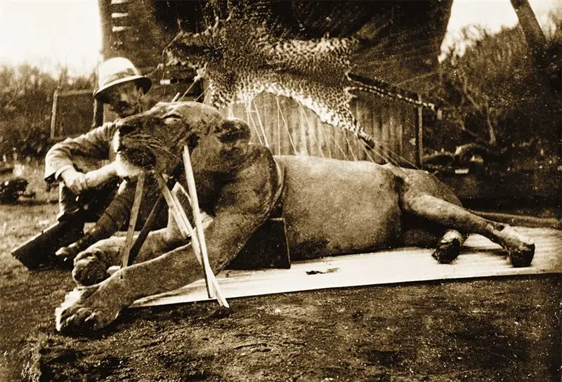 La Historia Real de los Leones del Demonio: Un Enigma de la Naturaleza - Por qué los leones de Tsavo no tienen melena la historia real de los leones del demonio - Por qué los leones de Tsavo no tienen melena