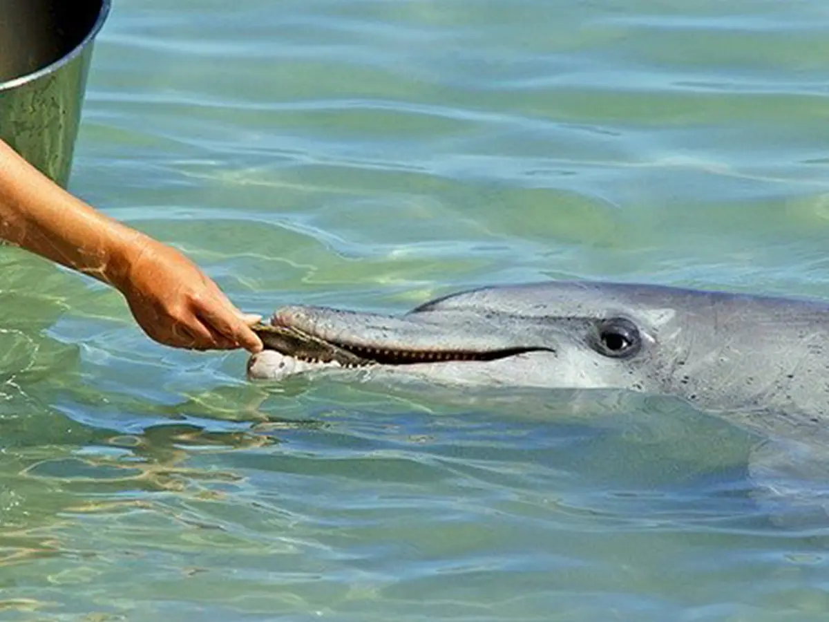 historia real de ballenas cautivas en el polo norte - Por qué se mantienen las ballenas en cautiverio