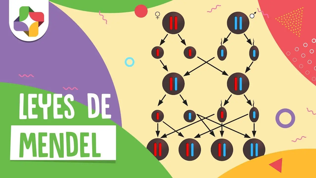 leyes de mendel un hecho histórico en la manipulación genética - Qué dijo Mendel sobre la genética