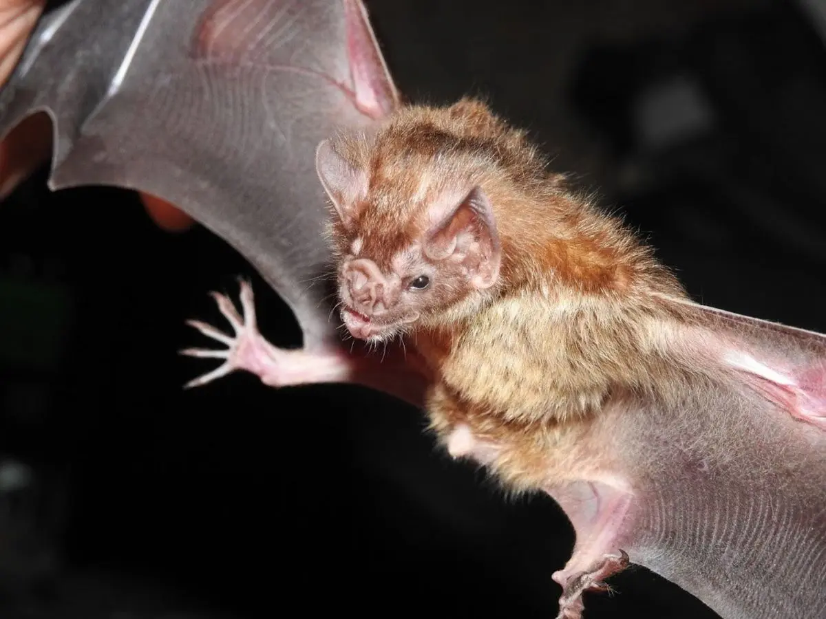 El Misterio de los Virus de los Murciélagos: Una Mirada a la Realidad - Qué enfermedad puede causar el murciélago al ser humano estreno virus murcielagos hechos reales - Qué enfermedad puede causar el murciélago al ser humano