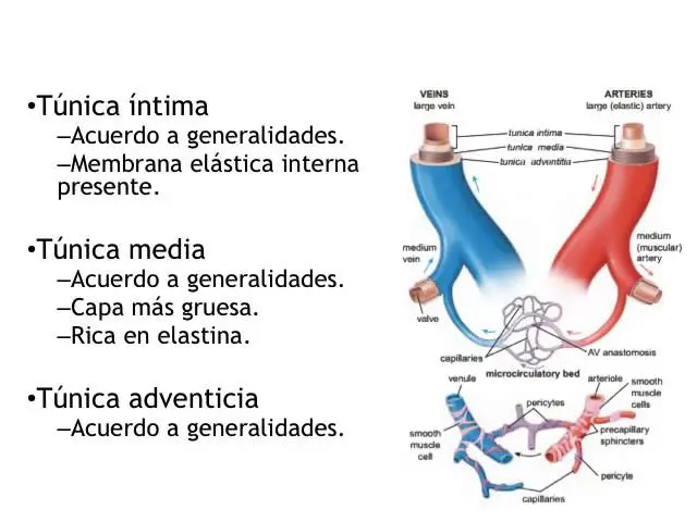 hechos historicos sobre histologia cardiovascular - Qué es el sistema cardiovascular en Histologia