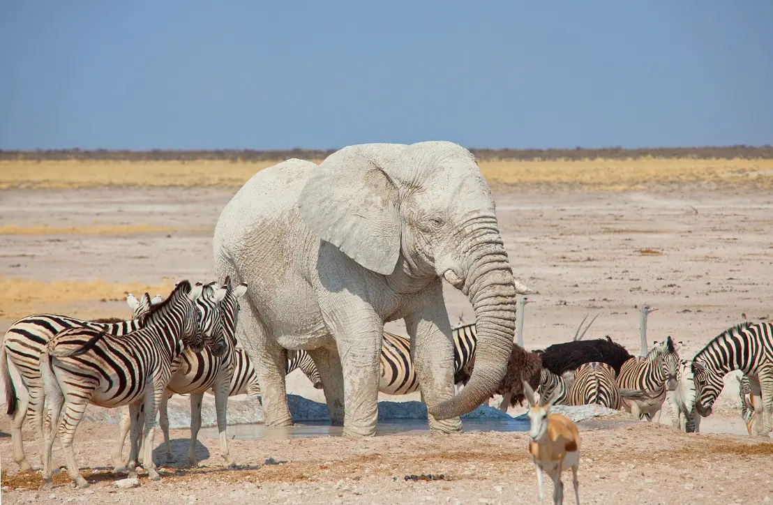 imagenes de hechos historicos de africa - Qué es lo más interesante de África