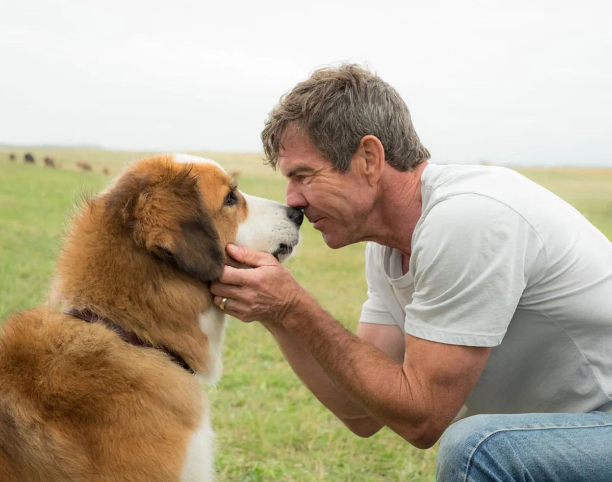 historia real de maltrato animal ayron - Qué le pasa a las personas que hacen maltrato animal