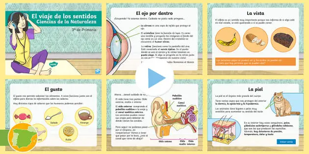 como funcionan los sentidos para conocer el hecho historico - Qué papel juegan los sentidos en el proceso del conocimiento