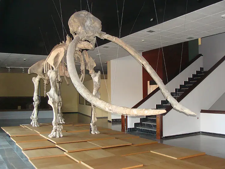 museo de ciudad real historia de un paisaje convencional - Qué podemos apreciar en el museo de historia natural