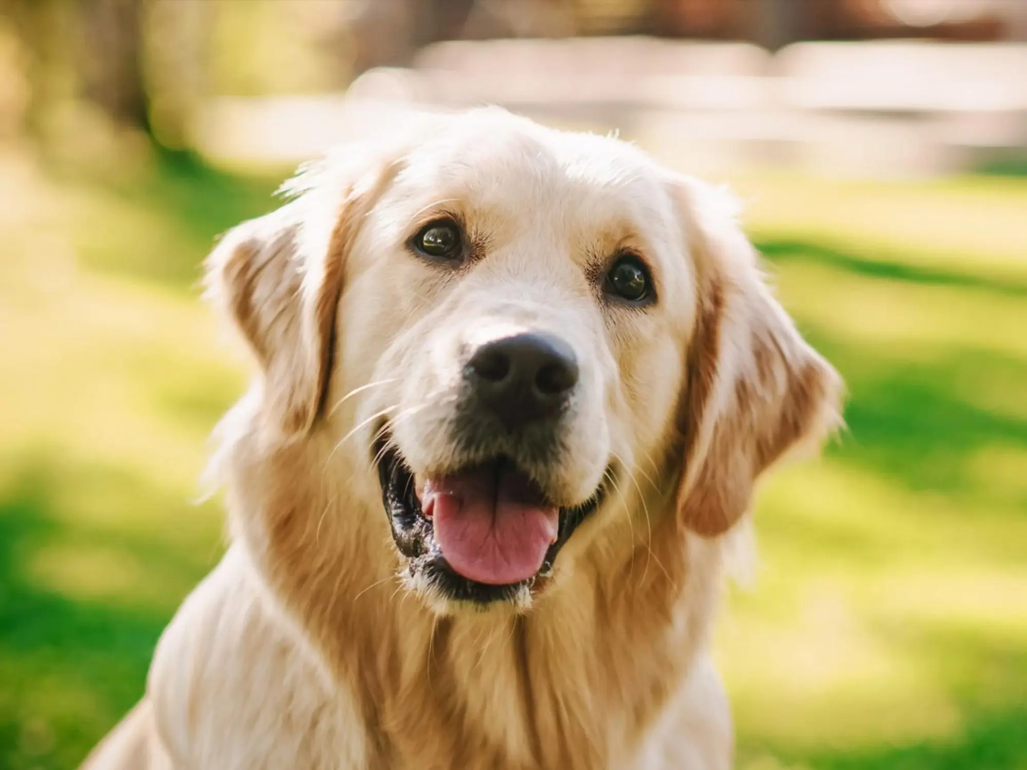 historia de fantasmas perro reales youtebe - Qué pueden ver los perros que nosotros no podemos ver