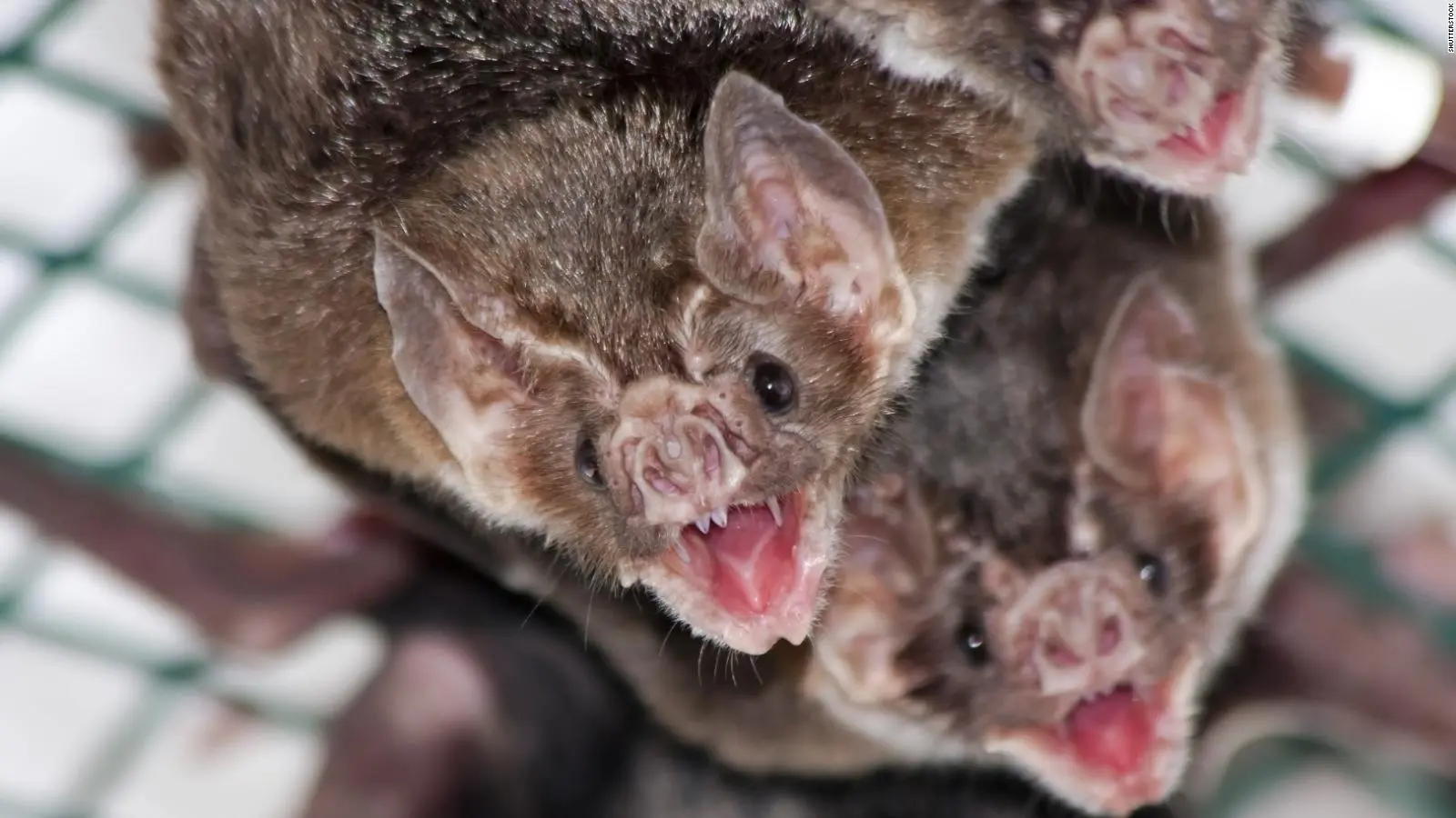 El Misterio de los Virus de los Murciélagos: Una Mirada a la Realidad - Que se sabe del virus altamente contagioso estreno virus murcielagos hechos reales - Que se sabe del virus altamente contagioso