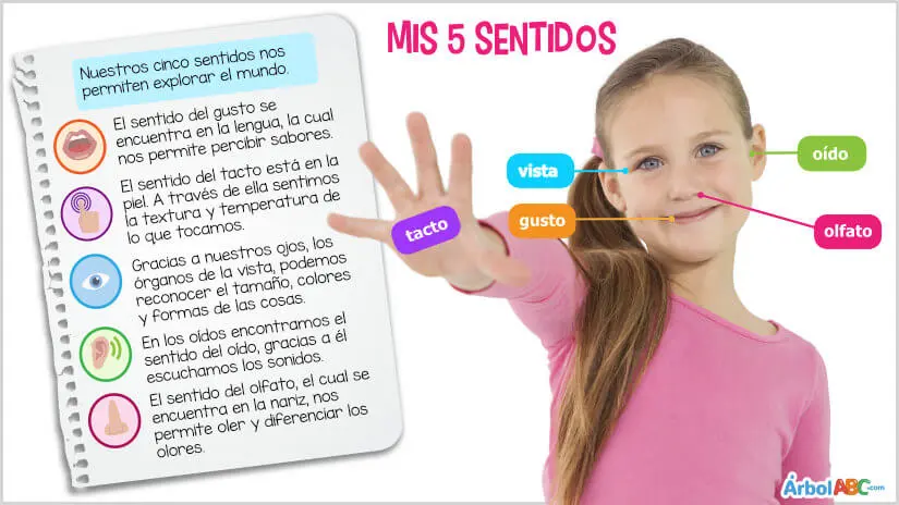 como funcionan los sentidos para conocer el hecho historico - Qué sentidos se utilizan para conocer el mundo