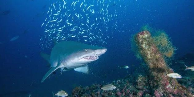 historias reales de ataques de tiburones - Qué tan comun son los ataques de tiburones