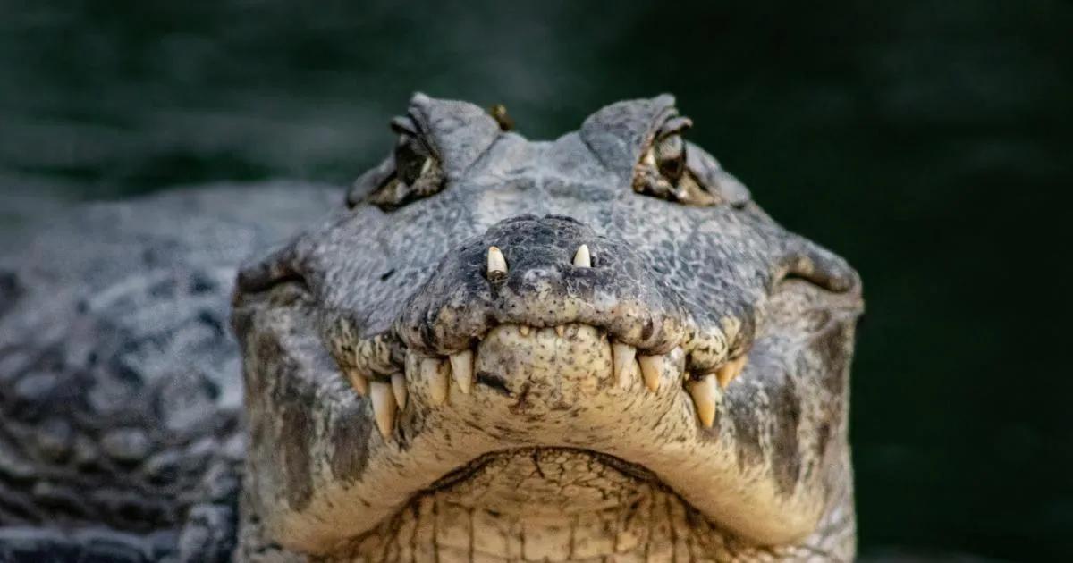 el hombre caiman es de hechos reales - Quién es caimán en realidad