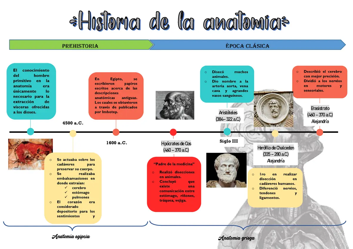 hechos historicos de anatomia - Quién fue el primero en estudiar la anatomía